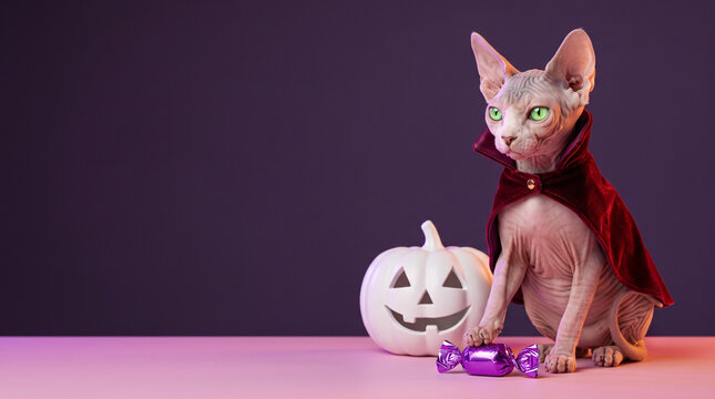 Unusual Halloween, a highly detailed hairless Sphynx cat with a humorous and quirky mood wearing a red velvet vampire cape resting a paw on metallic candy next to a white carved pumpkin with copy spac