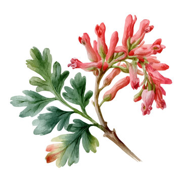 Watercolor illustration vector of Fumitory, isolated on a clean white background.