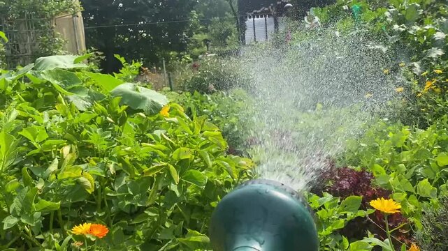 Bew&auml;sserung von Gem&uuml;se und Blumen in einem Kleingarten. Echtes Foto zu Wasserknappheit, m&ouml;glichem Entnahmeverbot, Selbstversorgung, Gartenpflege und nachhaltigem Gem&uuml;seanbau.