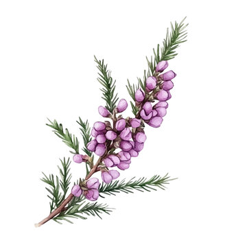 Heather Flower Branch, detailed watercolor clipart vector, isolated on a pure white background.