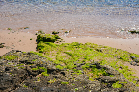 A close-up view of a rocky shoreline covered in vibrant green moss and algae at the edge of calm clear water,Hurghada, Egypt