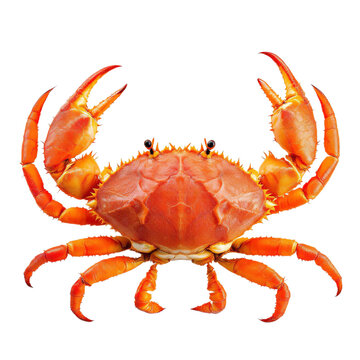 Bright orange red crab with claws raised isolated on white background showcasing marine crustacean seafood nature ocean life
