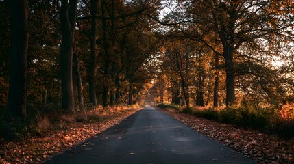 Obraz premium Autumn road bathed in golden light evokes a peaceful nostalgic landscape scene