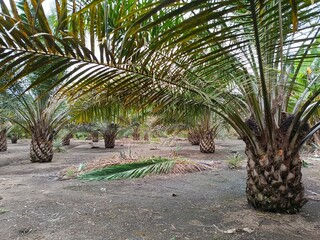 Oil palm plantation field with young palm trees and green fronds © Petz Chris