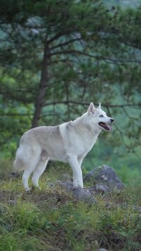 Large gray wolf-like dog walking through a misty forest, surrounded by lush green trees and natural wilderness