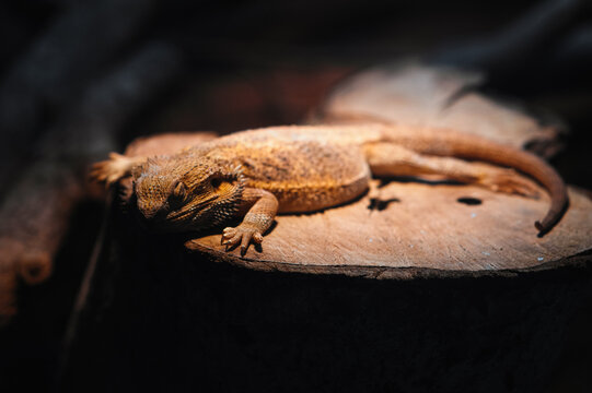 Bearded dragon resting on a wooden stump under warm light in a reptile enclosure.