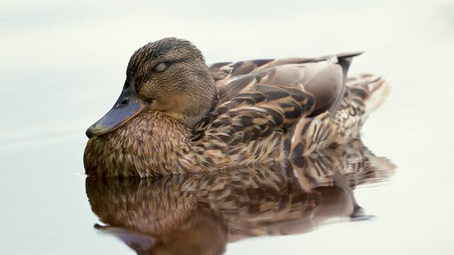 Duck floats calmly on still water