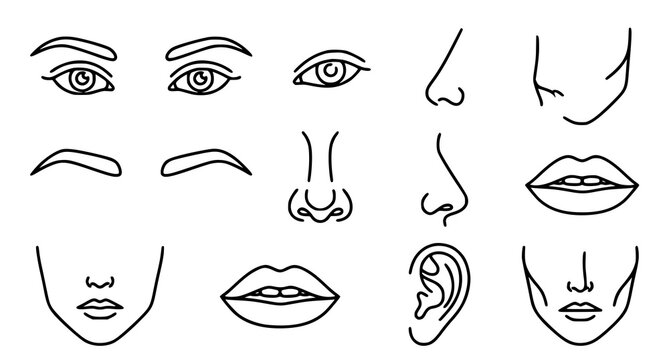 A collection of hand drawn facial features including eyes eyebrows noses lips and ears for character design and illustration projects