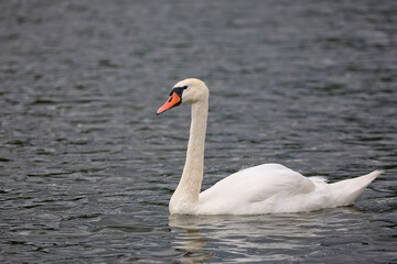 White swan on the lake © Janusz