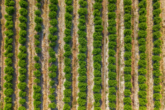Top Down Drone View of Lemon Orchard with Symmetrical Citrus Tree Rows.