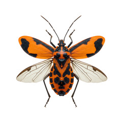 Obraz premium Vibrant orange and black insect with wings isolated on transparent background
