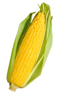 corn on the cob
