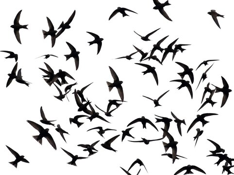 Flock of swifts in flight isolated on white background