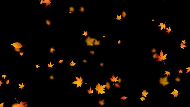 colorful autumn leaves falling isolated alpha channel animation,camera blur leaf fall on transparent background, thanksgiving and Halloween vertical social media motion design element