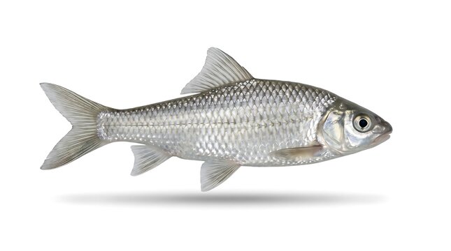 Silver fish isolated on white background.