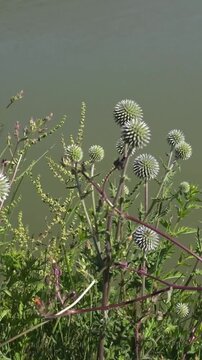 Globe Thistle Wildflowers Growing Beside a Calm Pond in Summer, vertical video