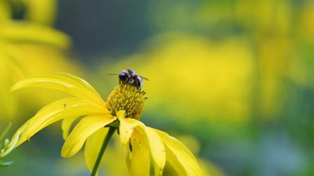 Yellow flower with bee on its center