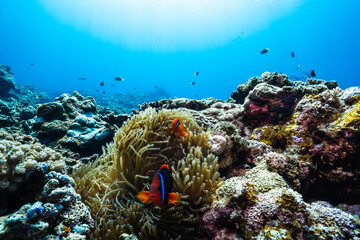 Underwater Nature Scene Featuring Tomato Clownfish and Coral Garden © Satoshi