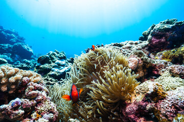 Crystal Clear Tropical Sea with Vibrant Coral Reef and Clownfish © Satoshi