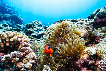 Pristine Coral Reef Ecosystem with Sea Anemone and Clownfish © Satoshi