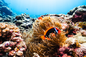 Healthy Tropical Coral Reef with Colorful Marine Biodiversity © Satoshi