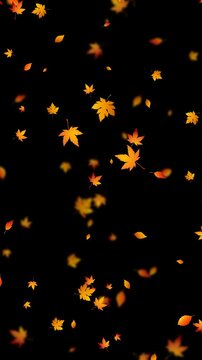 colorful autumn leaves falling isolated alpha channel animation,camera blur leaf fall on transparent background, thanksgiving and Halloween social media motion design element