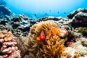 Sunlit Tropical Coral Reef with Tomato Clownfish © Satoshi