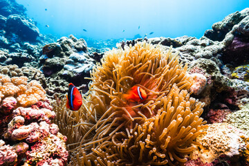 Scenic Tropical Reef with Sea Anemone and Tomato Clownfish © Satoshi