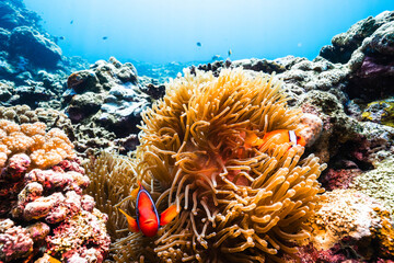 Healthy Coral Reef Ecosystem with Colorful Reef Fish © Satoshi