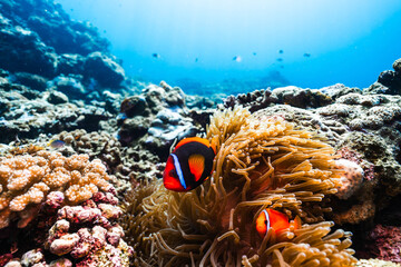 Colorful Tomato Clownfish in Sea Anemone on a Healthy Coral Reef © Satoshi