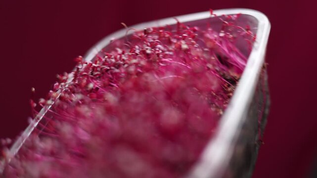 Cinematic vibrant red amaranth micro greens in a growing tray. Fresh organic sprouts, healthy superfood, urban farming, sustainable agriculture and vegan nutrition