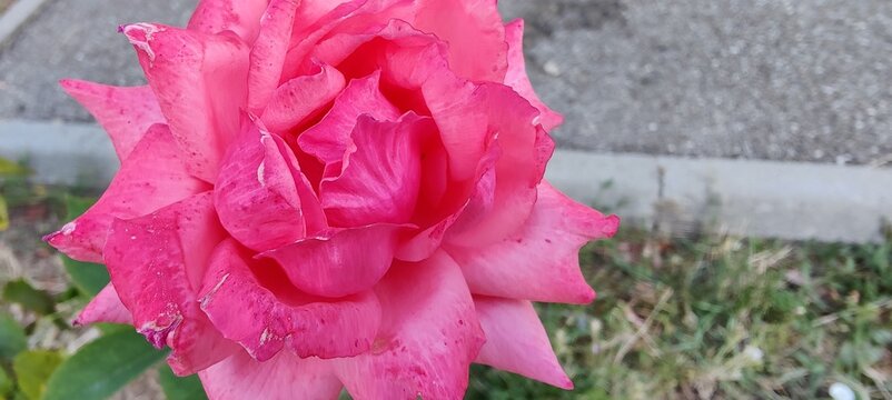 pink rose flower