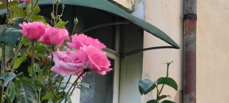 flowers in the window
