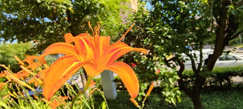 orange lily in the garden