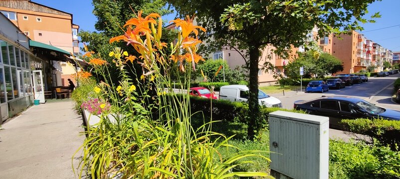 street scene with flowers