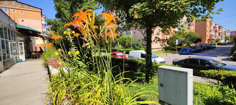 street scene with flowers