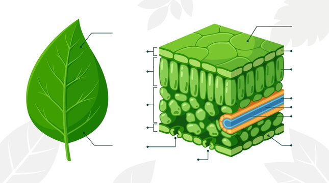 Detailed Leaf Anatomy Diagram with cross-section showing cellular layers and whole green leaf with pointer lines, ideal for biology textbooks and educational presentations.