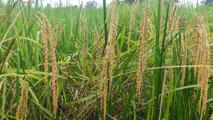 Fototapeta premium Close up of heavy ripening golden rice grains in a green paddy field, representing raw agricultural food, organic carbohydrate source, and natural staple crop production