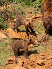 brown bear cub © Victor