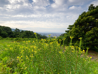 Obraz premium マツヨイグサの花が咲く夏の山