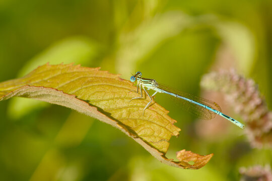 Male common blue damselfly resting on a leaf in warm evening light