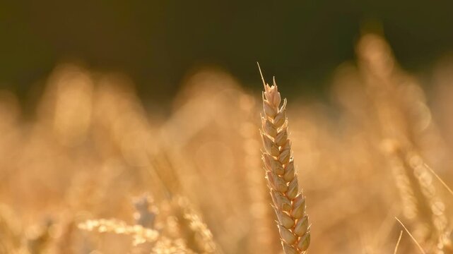 A single ripe wheat ear sways in a light breeze, glowing in warm golden hour sunlight against a soft bokeh background.