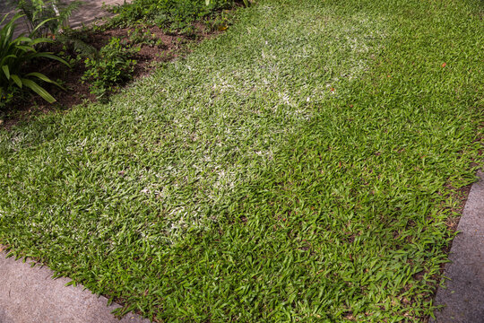 For lawn management, applying dolomite lime to the grass raises the soil pH, fixes acidity, and helps the grass absorb nutrients effectively.