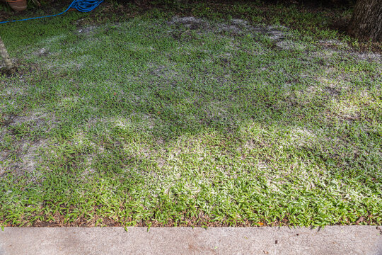 Lawn Care: Apply dolomite lime to raise soil pH, reduce acidity, and help grass absorb nutrients.