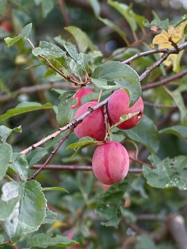 Kirschpflaumen am Baum