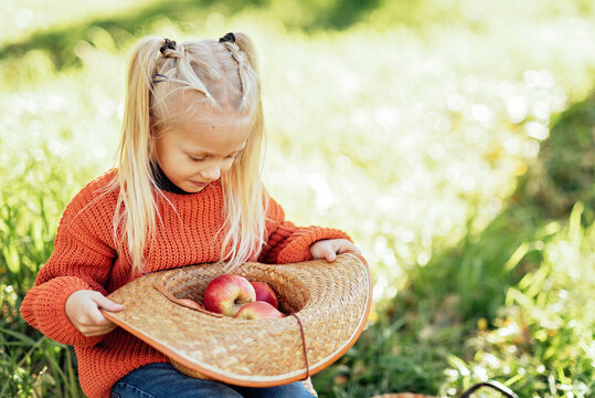 Child picking apples on farm in autumn. Little girl playing in tree orchard. Healthy nutrition. Cute little girl eating red delicious fruit. Harvest Concept. Apple picking.