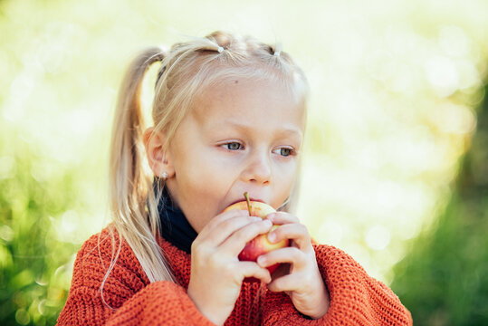Child picking apples on farm in autumn. Little girl playing in tree orchard. Healthy nutrition. Cute little girl eating red delicious fruit. Harvest Concept. Apple picking.