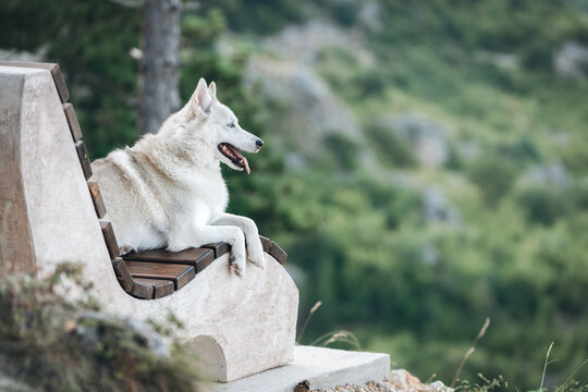Beautiful white wolf-like dog sitting on a rustic stone bench surrounded by pine trees and breathtaking mountain scenery