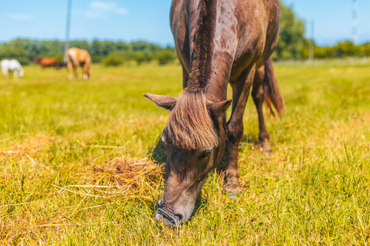 Horse grazing in a summer meadow. Brown pony eating green grass in a countryside field. Peaceful rural scene with nature landscape. Animal freedom and livestock pasture concept.