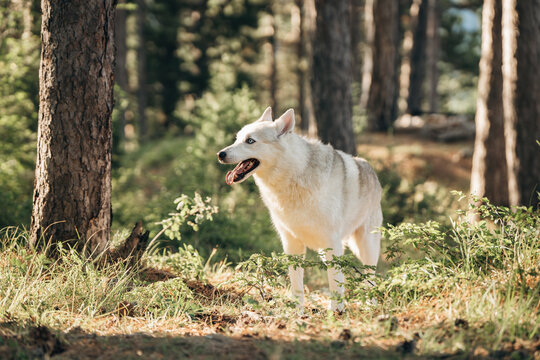 Large white wolf-like dog walking through a beautiful sunlit pine forest, surrounded by tall trees and lush woodland vegetation